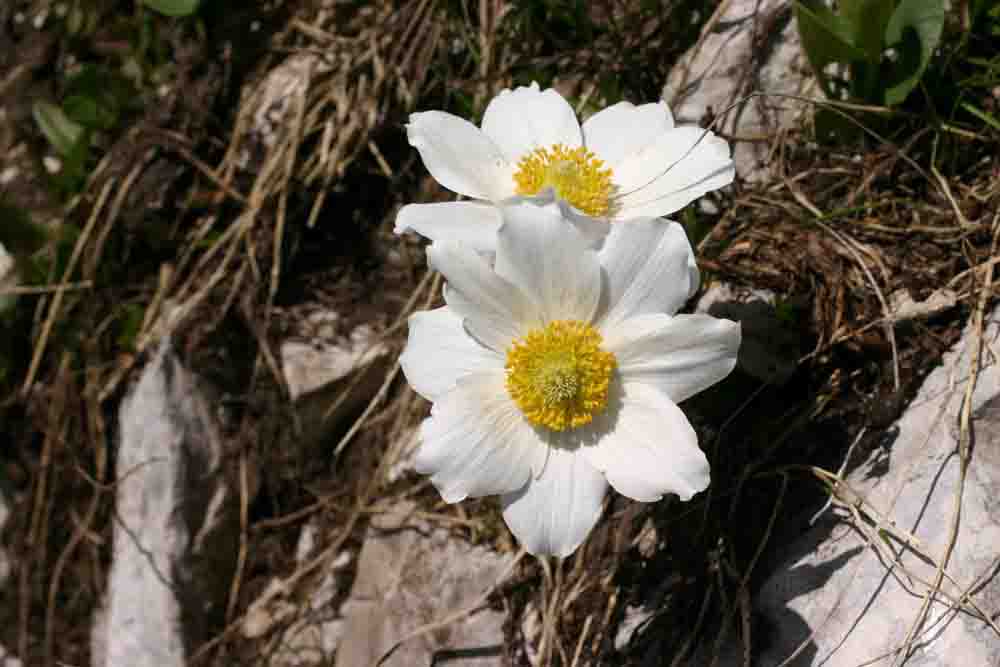 Gran Sasso, Abruzzo 08 - cfr. Pulsatilla alpina